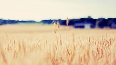 Nature wheat fields