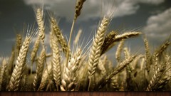 Nature wheat fields artwork