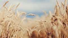 Nature wheat fields depth of field