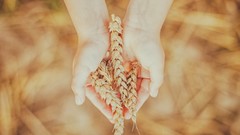 Nature wheat hands
