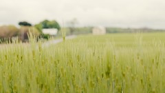 Nature wheat meadows Plants bokeh fields flora