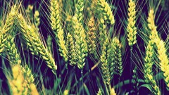 Nature wheat Plants
