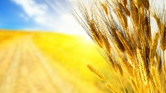 Nature wheat Plants