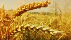Nature wheat Plants fields flora