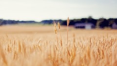 Nature wheat Plants fields flora blurred background depth of 