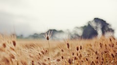Nature wheat Plants flora blurred background depth of field