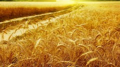 Nature wheat Plants widescreen
