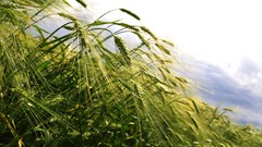 Nature wheat romania