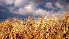 Nature wheat skies