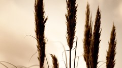 Nature wheat spikelets