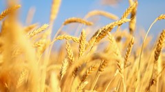 Nature wheat spikelets