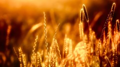 Nature wheat sunlight