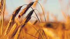 Nature wheat sunlight macro