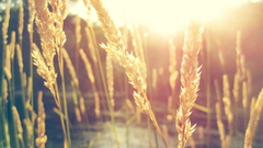 Nature wheat sunlight macro