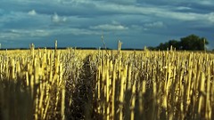 Nature wheat Ukraine