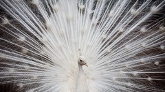 Nature white Birds Peacocks