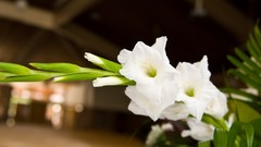 Nature white flowers