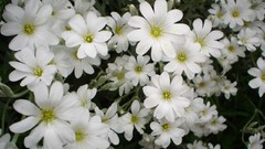 Nature white flowers