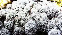 Nature white Norway trip forests Canon EOS 600D