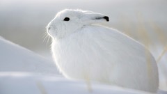 Nature white rabbits
