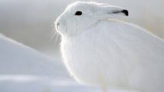 Nature white rabbits