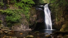 Nature widescreen forests