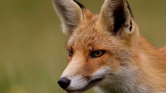 Nature wildlife foxes