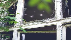 Nature window