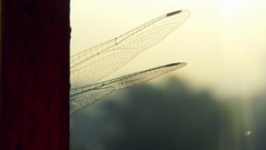 Nature wings close-up India insects Dragonflies window panes