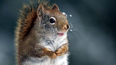 Nature winter Animals close-up squirrels