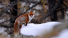 Nature winter Animals forests foxes