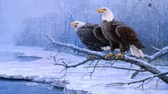 Nature winter Birds Eagles