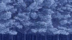 Nature winter Birds Parks