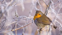 Nature winter Birds robins