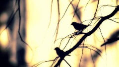 Nature winter branches Birds