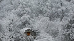 Nature winter branches cold light frost Frozen House cottage 