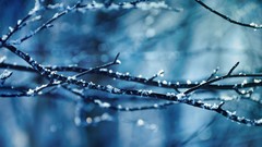 Nature winter branches frost bokeh