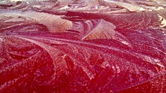 Nature winter close-up frost colors