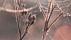 Nature winter cold Frozen