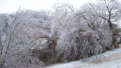 Nature winter forest