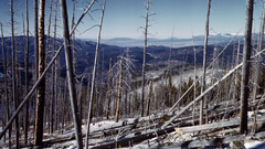 Nature winter forest siberia