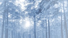 Nature winter forests Photo