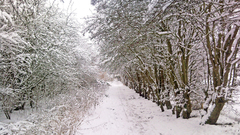 Nature winter forests roads