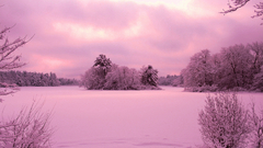 Nature winter forests snow