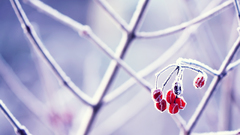 Nature winter frost Berries