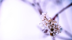 Nature winter ice Plants Frozen blossom