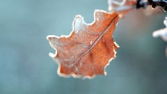 Nature winter leaf