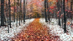 Nature winter leaves roads