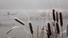 Nature winter Plants frost pale