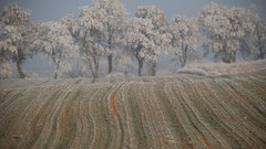 Nature winter Poznan